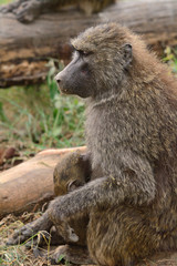 Olive baboons, Lake Nakuru National Park, Kenya