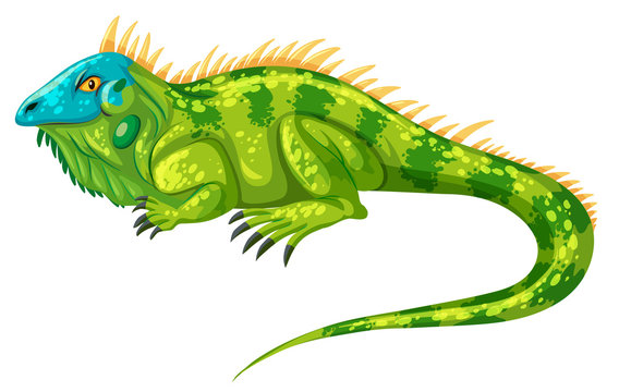 Green iguana crawling alone