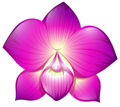 Orchid in purple color