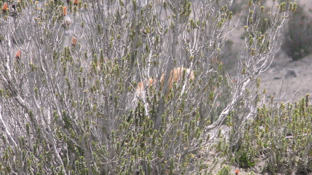 A vicuna walks across a rocky arid hillside dotted with native shrubs in the Ecuadorian Andes, moving from left to right with another vicuna visible behind, a low tracking shot.