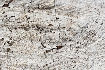 Wooden surface covered partially peeling white paint