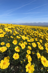 Bigelow's Tickseed blooming in Spring, Carrizo Plain National Monument, California
