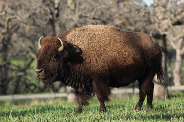 Fototapeta premium American bison 
