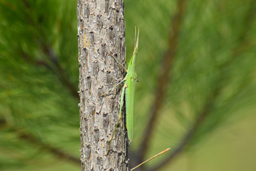 Green locusts, orthoptera insect