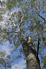 Eucalyptus treetop under the blue sky