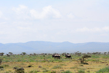 Fototapeta na wymiar Blue wildebeests