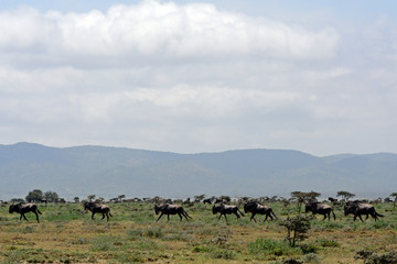 Obraz premium Blue wildebeests