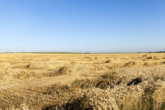 wheat field. Summer  