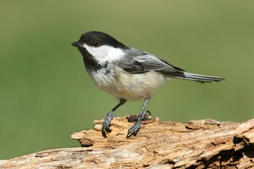 Chickadee on a branch