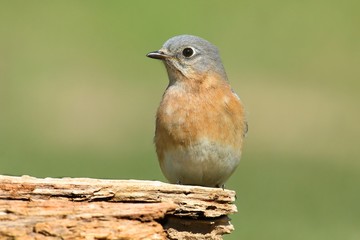 Female Eastern Bluebird