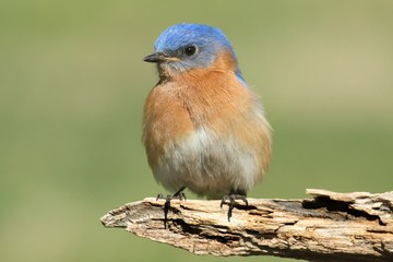 Male Eastern Bluebird