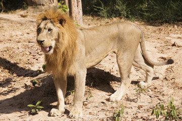 Fototapeta na wymiar Male Lion walking