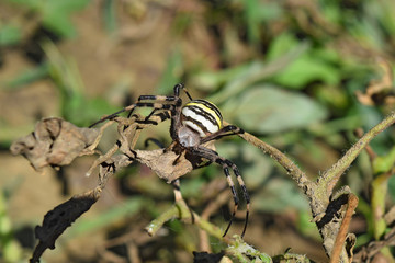 Argiopa spider crawling on the dry grass