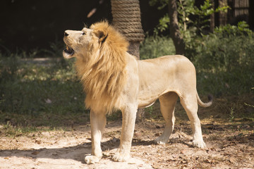 Obraz na płótnie Canvas Male Lion looking
