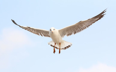 Seagull fly in the sky at Bang Pu,Thailand.