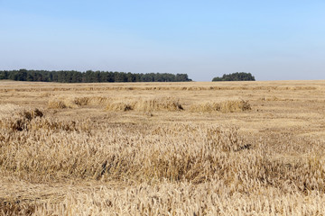 Fototapeta na wymiar farm field cereals 