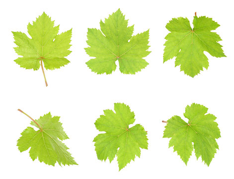 Grape leaf isolated on the white background