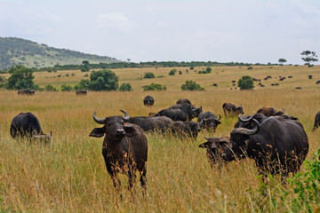 African buffalos, Maasai Mara Game Reserve, Kenya