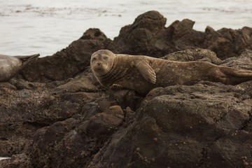 Naklejka premium Harbor Seal