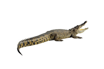 Fototapeta premium Freshwater crocodile isolated on white background with clipping