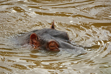 Fototapeta premium Hippo, Maasai Mara Game Reserve, Kenya