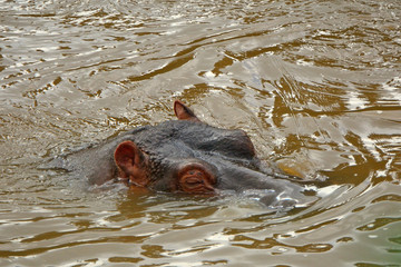 Fototapeta premium Hippo, Maasai Mara Game Reserve, Kenya