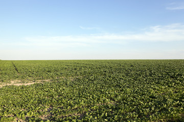 Field with sugar beet  