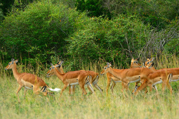 Impalas, Maasai Mara Game Reserve, Kenya