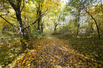 Obraz premium autumn forest , Belarus