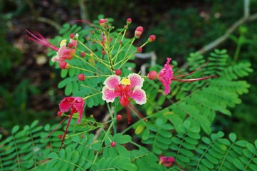 Caesalpinia Pulcherrima flowers, a tropical plant also called Poinciana