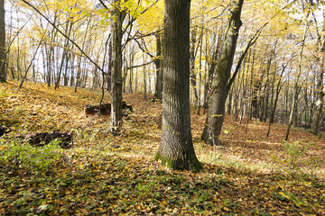 Fototapeta premium autumn forest , Belarus
