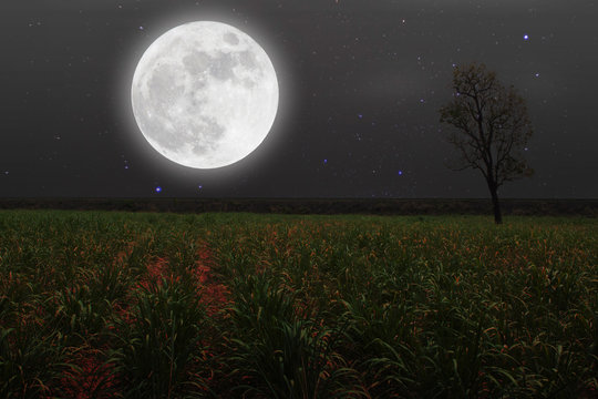 Full moon with stars over field on darkness sky.