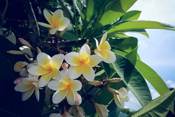 Tuinposter witte frangipani tropische bloem, plumeriabloem vers bloeiend © sutichak