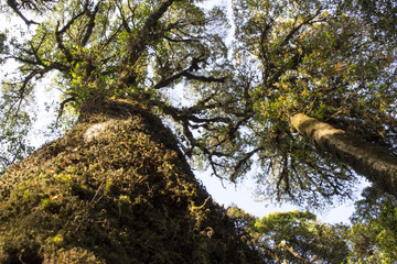 moss-grown tree trunk