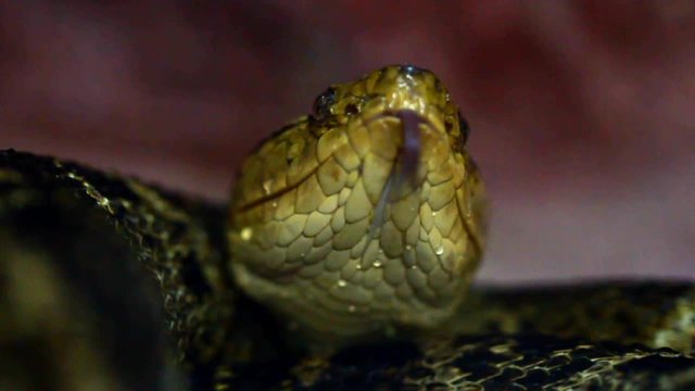 Get up close and personal with the venomous Bothrops asper,also known as the yellow beard viper,as it uses its tongue to smell in this ground level shot.