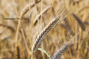 mature cereal ,  close-up  