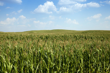 Corn field, summer  