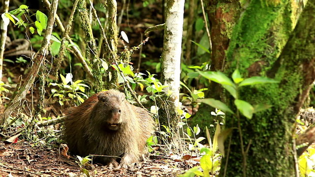 A capybara forages and rests in a dense moss-covered rainforest amid trees and vibrant green foliage, moving slowly and lifting its head toward the camera in the Ecuadorian Amazon.