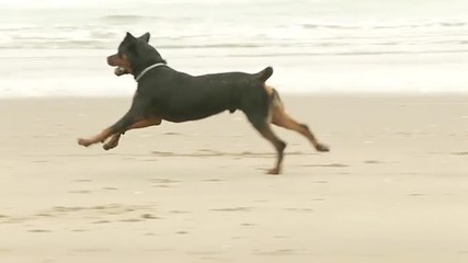 Experience the majestic beauty of a purebred adult Rottweiler chasing a ball in slow motion on a breathtaking beach. - Powered by Adobe