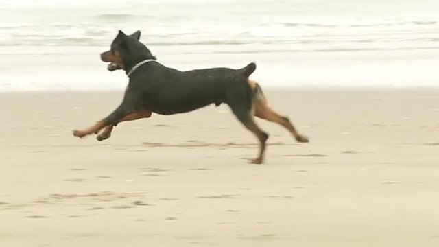 Adult Rottweiler Purebred Chasing A Ball On The Beach, Slow Motion Footage
