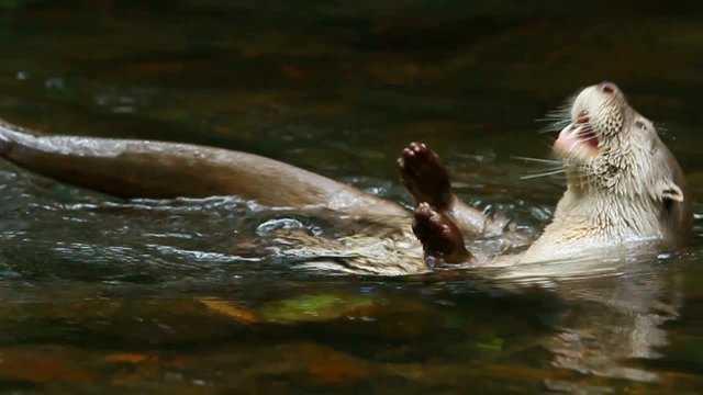 Slow-motion close-up of a river otter swimming in a shallow clear stream, catching and eating a fish before submerging and resurfacing, in the Ecuadorian Amazon.