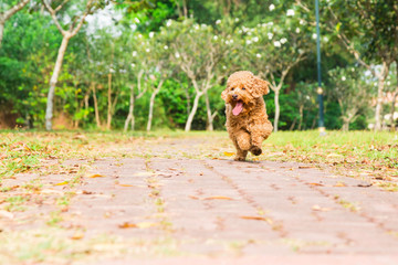 Active and happy poodle purebred dog running and exercising at park