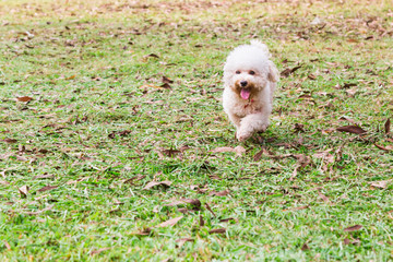 Naklejka na ściany i meble Active and happy poodle purebred dog running and exercising at park