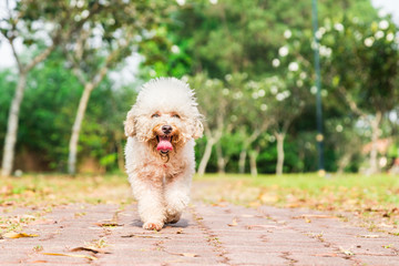 Tired dog with long tongue resting after exercise and running at park
