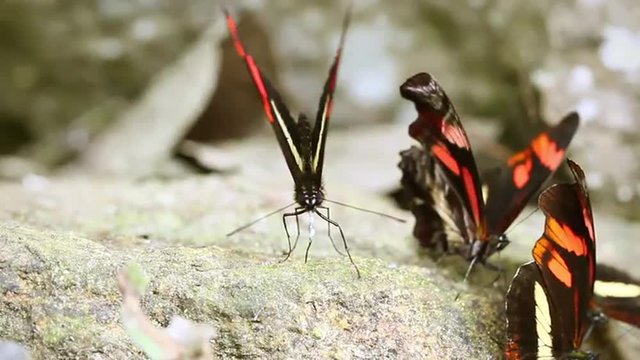 Watch a mesmerizing group of postman butterflies indulging in mineral rich feasts amidst the lush beauty of the Ecuadorian rainforest.