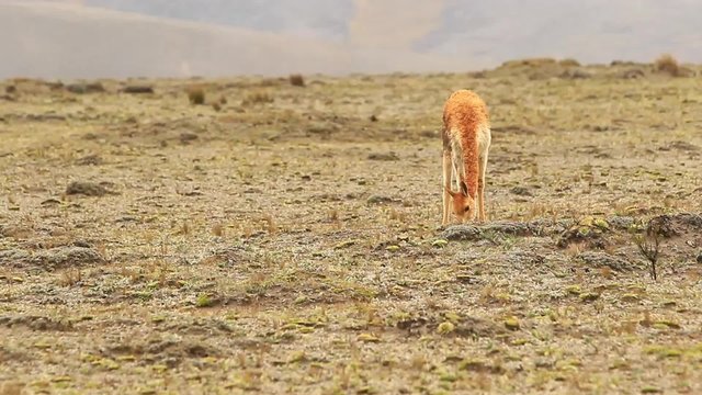 A vicuna grazes peacefully on sparse vegetation in the arid rocky highlands of Chimborazo National Park, Ecuador, lifting its head to survey the vast open Andean landscape.