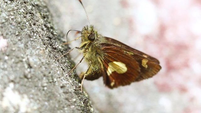 Observe butterfly feeding with minerals and its unique urination process to dissolve food feces for a fascinating experience.