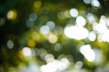 sunlight through leaves on tree, image blur bokeh background