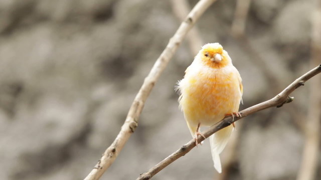 Captivating image of a canary bird,with a shallow depth of field,gazing directly at the camera,creating a mesmerizing focal point.