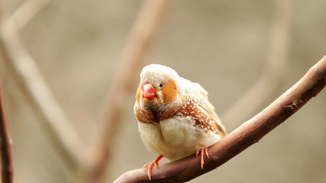 A stunning male zebra finch perched gracefully on a branch,showcasing its vibrant colors and captivating beauty.